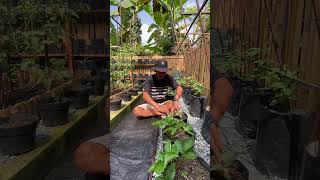 Keep your garden neater and tidier with a weedmat #gardening #garden #shorts