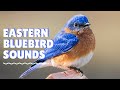 Eastern Bluebird Sounds mp3