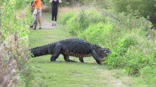 The Humpback alligator at Circle B bar Reserve 3_6_17