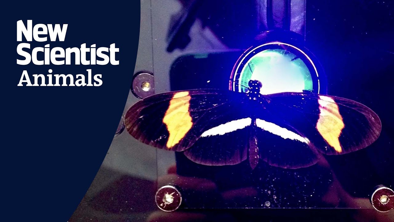 These female butterflies can see an extra ultraviolet colour YouTube