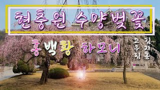 황홀경 현충원 수양벚꽃 | 흰벚 홍벚 조화 | 개나리 벚꽃 앙상블 | 군악대 합창 | 고우림 