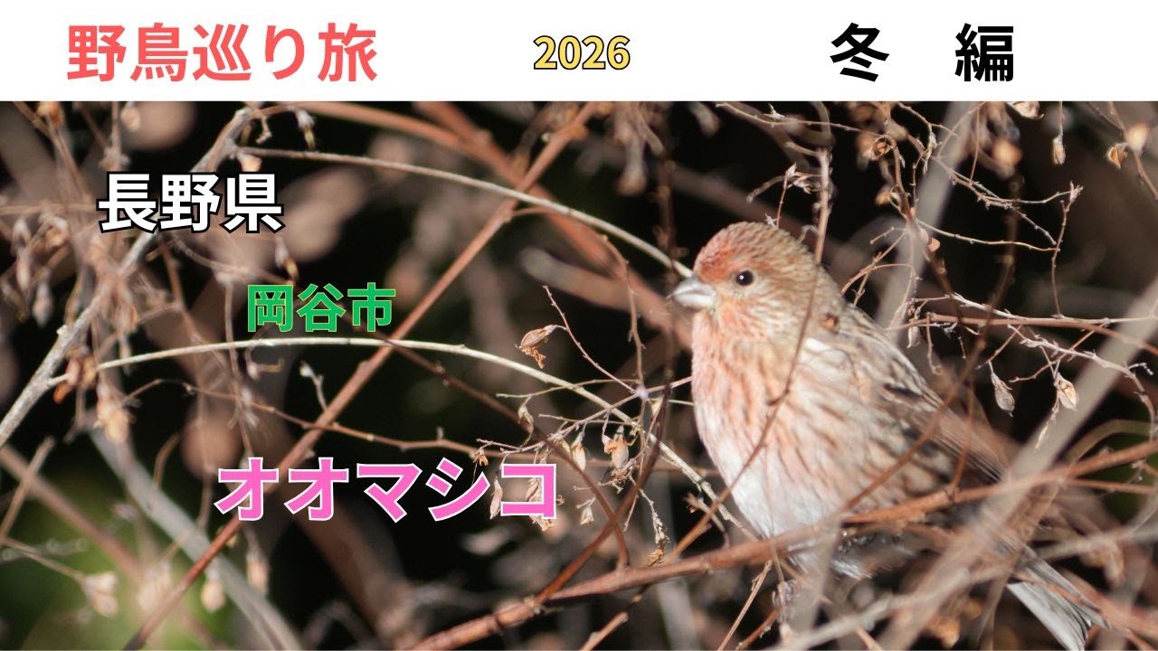 [野鳥巡り旅]　長野県岡谷市　冬の峠尾根　オオマシコ小群