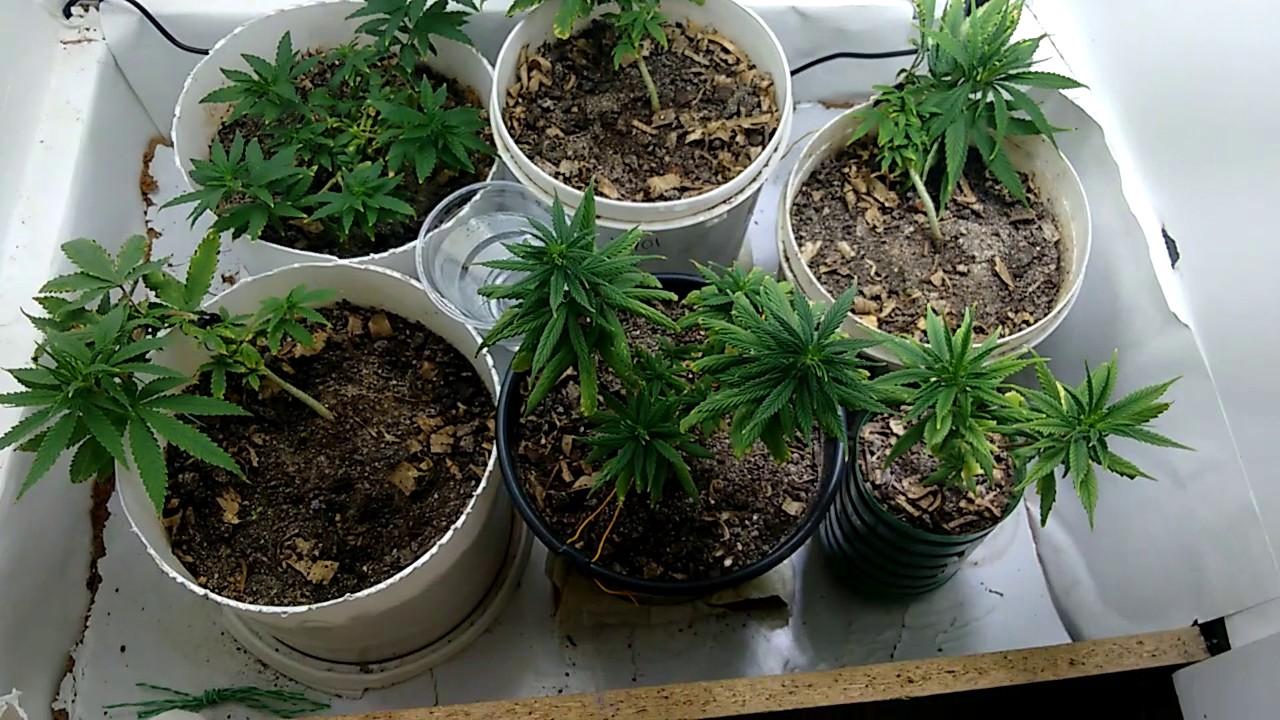 Cultivo de Cannabis Indoor - Mostrando os meus equipamentos e incentivando novos cultivadores.