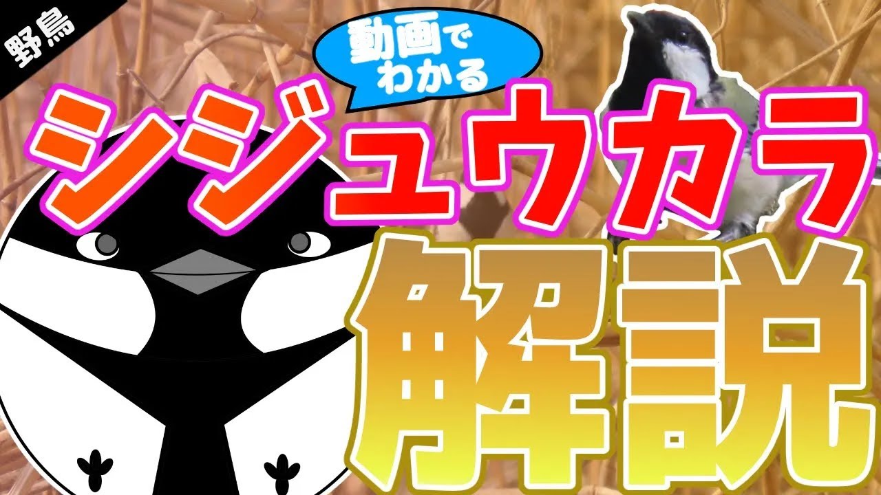【シジュウカラ解説】鳴き声・ひな鳥・食事・羽繕いを動画で観察！