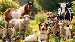 ​Learn Animals Sounds for Kids Zoo farm collection real Sound 🐎🐑🫏🐂🐕‍🦺🐄🐓 screenshot 3