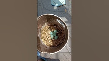 5 Bluebird eggs in Gilbertson nest box
