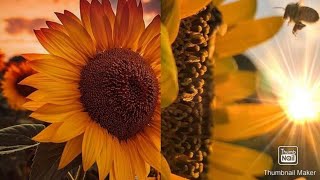 Sunflower Wallpapers screenshot 2