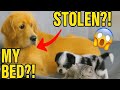 Golden Retriever Shocked as Cat and Puppy Take Over His New Bed! | Asian Tamil Clips