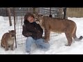 Mauled by Cougar, Max and Genevieve in Michigan's Upper Peninsula