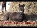 Воспитание жеребят. "Приятно и Прикольно"