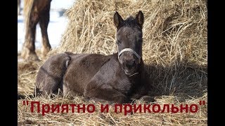 Воспитание жеребят. "Приятно и Прикольно"