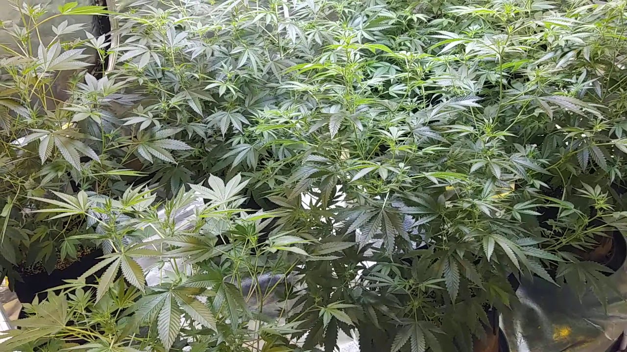 (18 + age Content) Mars Hydro TSW 3000 Full Spectrum LED Light. 8 Plants Day 12 in Flower. 11/23/20
