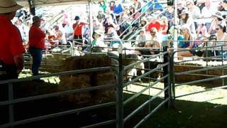 Buck The Kelpie Rounding Up Sheep