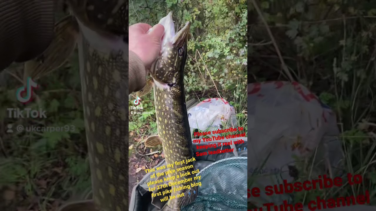 Little jack pike from my local park lake 🎣