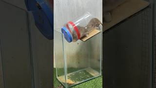 Best Mouse Trap Idea From Plastic Bottle/Plastic Bottle Rat Trap #Rattrap #Rat #Mousetrap2022