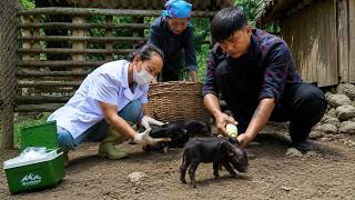 Trinh Ho calls a vet to save orphaned piglets after their mother passed away