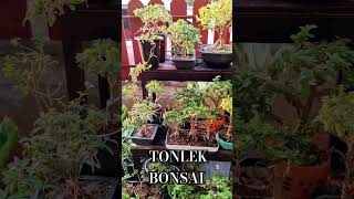 tonlek bonsai  bonsai บอนไซ บอนไซจิ๋ว ไม้จิ๋ว premna เพรมน่า bonsaimini bonsaithailand
