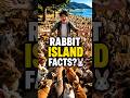 This Japanese Island Is FULL of Rabbits 🐇😳 ? #shortsfeed #Rabbitisland