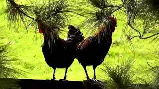 Two Roosters Nonstop Crowing In The Early Morning !
