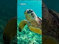 Corales y tortugas milenarias