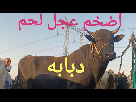 أغلا وأكبر عجل لحم في الصعيد بسوق السبت اليوم ١٤/ ٩/ ٢٠٢٤م - YouTube