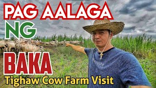 Tips sa pag aalaga ng Baka | Binisita ang Tighaw Cow Farm sa Nueva Ecija