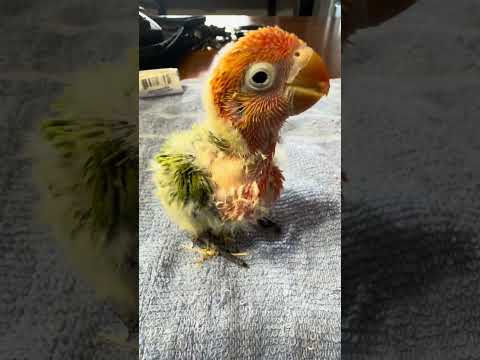 Hala CuTE naman!!! #bird #birds #pets #birdlovers #fischer #jak #lovebirds #lovebird #aviary  #cute