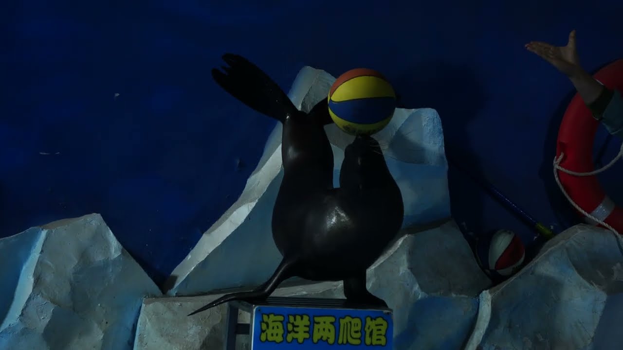 海狮莎莎  兰州野生动物园 2025.12.24