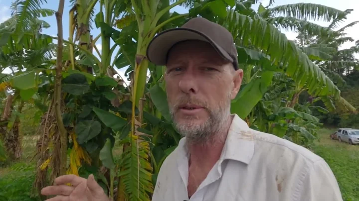 Is Syntropic Farming Profitable?