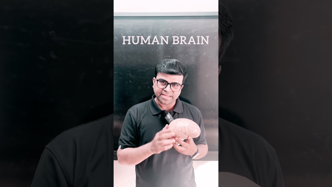 Brain 