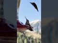 Saying Goodbye to the Humming Birds in the Rocky Mountains #hummingbirds