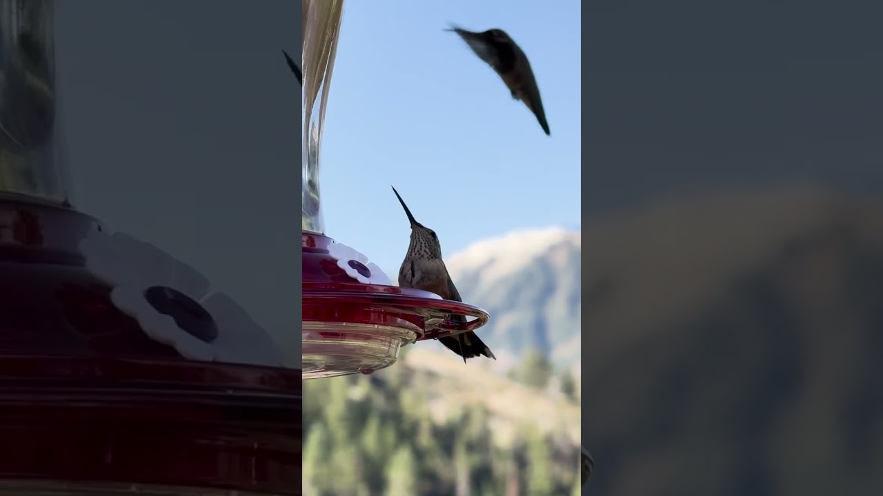 Saying Goodbye to the Humming Birds in the Rocky Mountains #hummingbirds