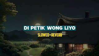 DIPETIK WONG LIYO | Slowed Reverb