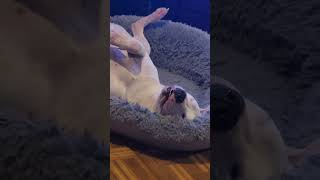 Someone&#39;s Sleeping So Good #shortvideo #shorts #short #pitbull #funnyvideo #funny #petlife