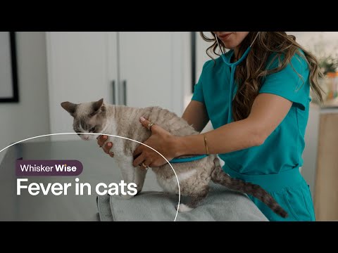Does Your Cat Have a Fever? Normal Cat Temperature & Signs to Watch For
