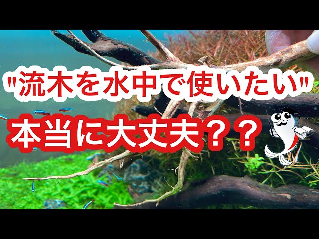 Explanation from a driftwood specialty store] A thorough