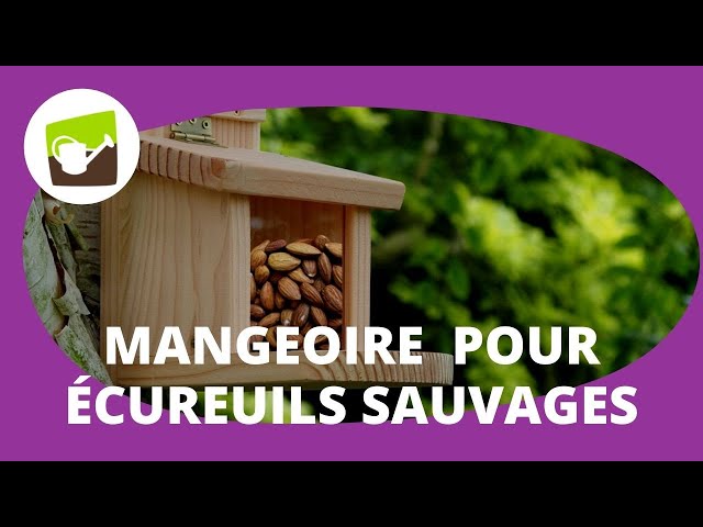 mangeoire écureuil