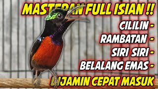 MASTERAN KOLIBRI NINJA GACOR FULL MATERI TONJOLAN MEWAH !! COCOK BUAT PANCINGAN KONIN BONGKAR ISIAN