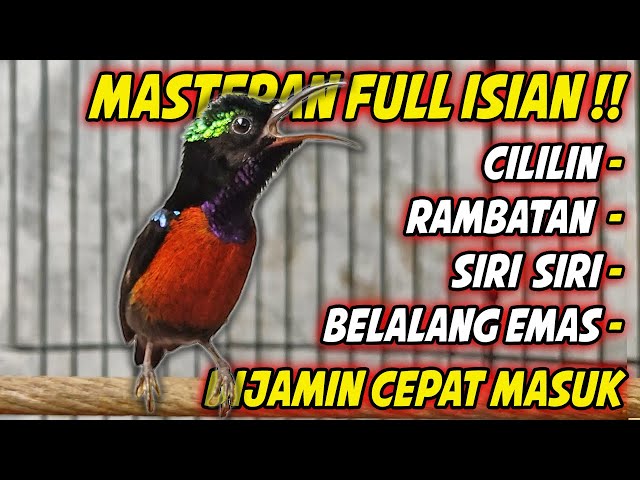 MASTERAN KOLIBRI NINJA GACOR FULL MATERI TONJOLAN MEWAH !! COCOK BUAT PANCINGAN KONIN BONGKAR ISIAN class=