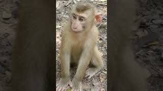 Viral Monkey Video Ep33