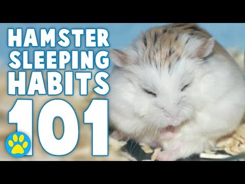 Why Is My Hamster Always Sleeping? (and other questions about sleep)