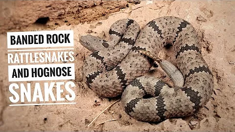 Late Season New Mexico Herping: Hognose Snakes and Venomous Banded Rock Rattlesnakes