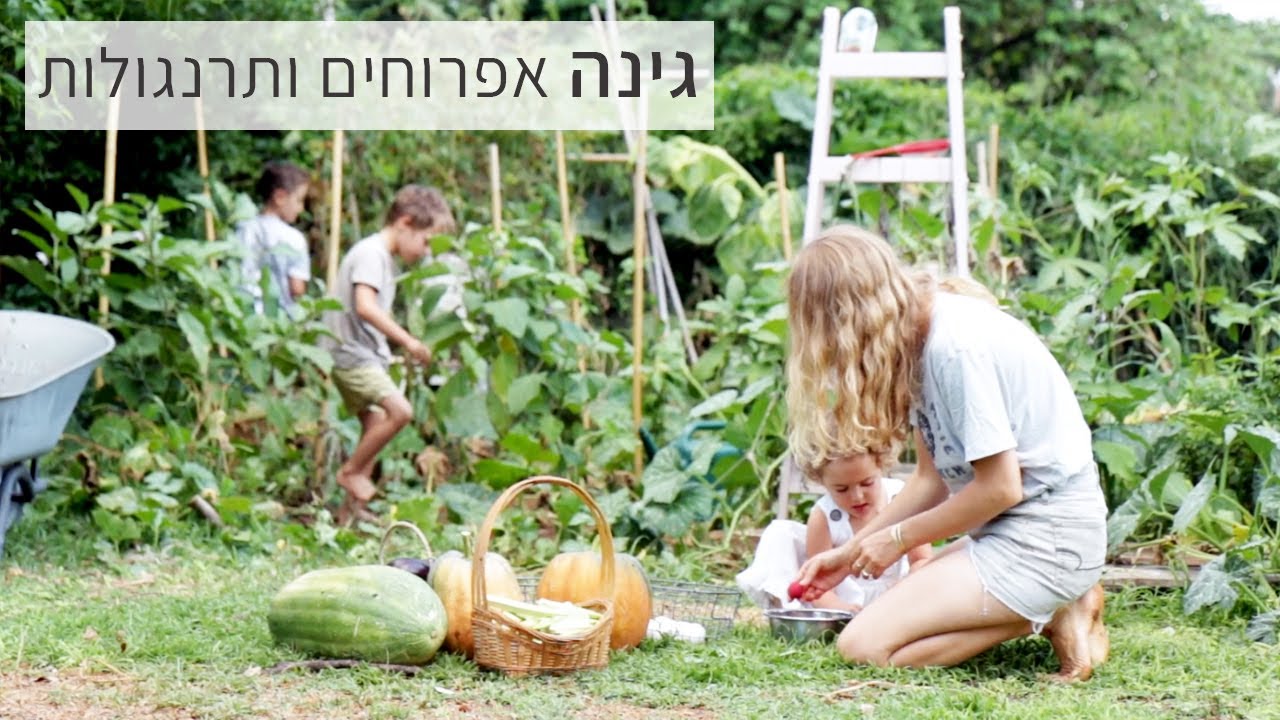 פרמקולצ׳ר - הגינה הקטנה שלנו מניבה מאות ק״ג בשנה (הגרלת היומן הסתיימה וכל התרנגולות נמסרו)