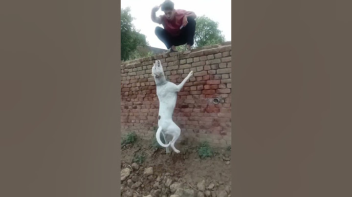 Dogo #Argentina 😡 #shorts viral videos