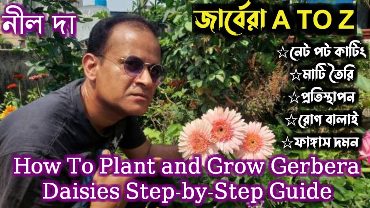 How to plant and Grow Gerbera|Step by step with Nil Roy| জার্বেরা ফুল গাছের A to Z পরিচর্যা|