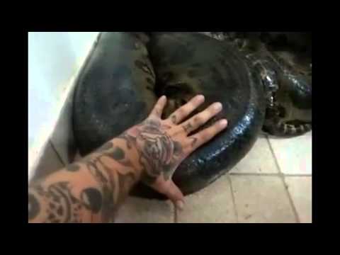 He's Bugging: Guy Finds A Giant Snake In His Home And Tries To Touch It!