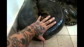 He's Bugging: Guy Finds A Giant Snake In His Home And Tries To Touch It!