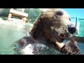 Улыбающийся медведь в бассейне.
