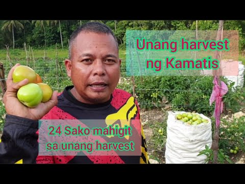 Video: Mga Kagustuhan Ng Kamatis