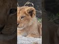 Lion cub viral shorts lion glossykrypto